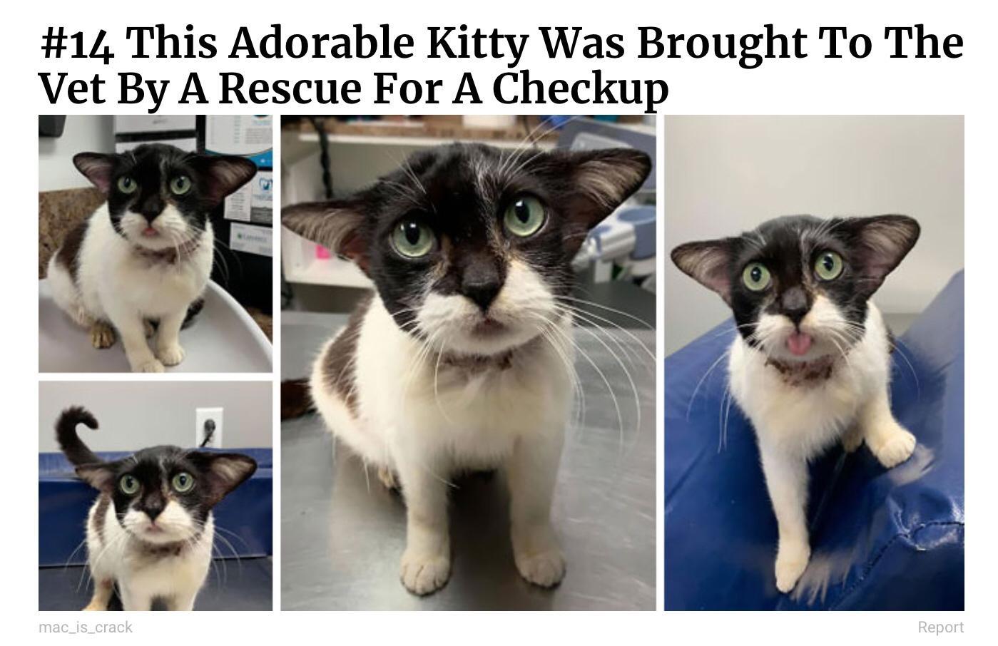 14 This Adorable Kitty Was Brought To The Vet By A Rescue For A Checkup