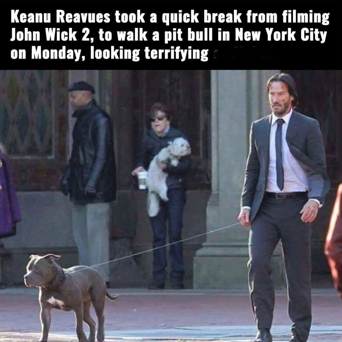 Keanu Reavues took a quick break from filming John Wick 2 to walk a pit bull in New York City on Monday looking terrifying