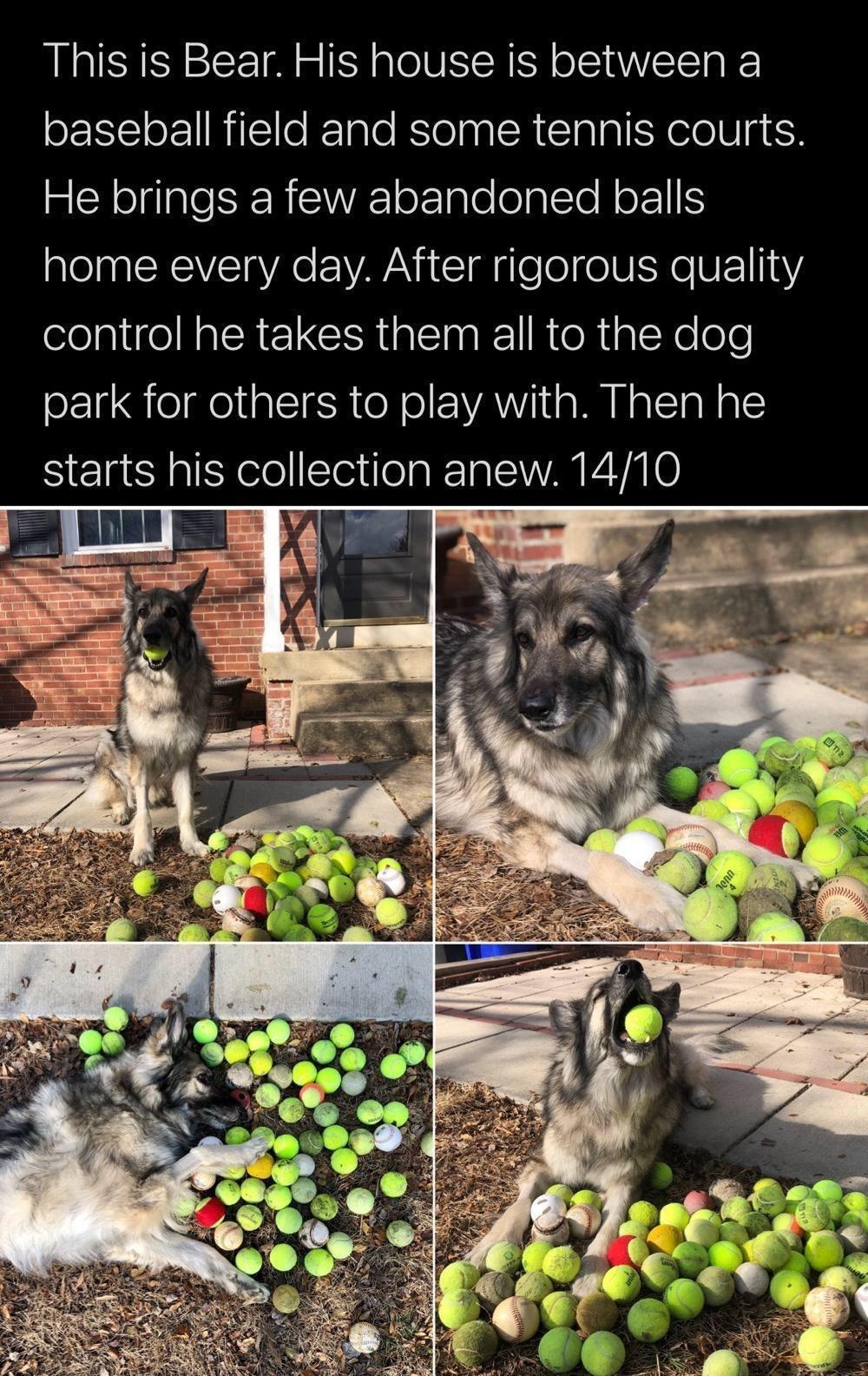 B ERECOLLECE el M1 This is Bear His house is between a baseball field and some tennis courts 2R oelale SR SWAE oFnle o g o Mo 11 home every day After rigorous quality control he takes them all to the dog park for others to play with Then he starts his collection anew 1410 5 ln E e e it e R g 4 watr Vil 2 gE