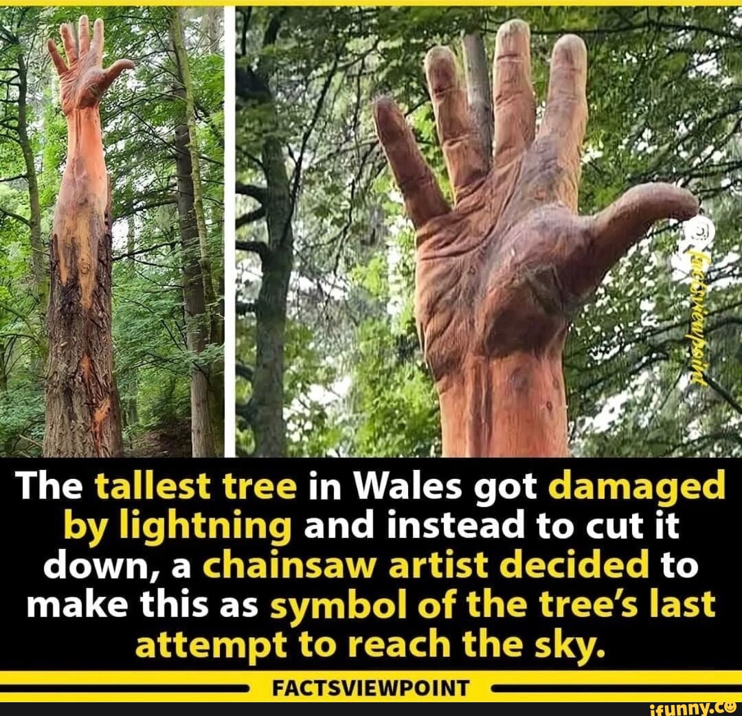 e in Wales got CET VAL ELCRUBEEEL RLRETIT down a chainsaw artist decided to make this as symbol of t