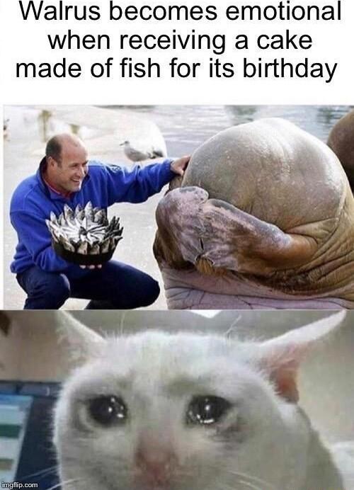 Walrus becomes emotional when receiving a cake made of fish for its birthday