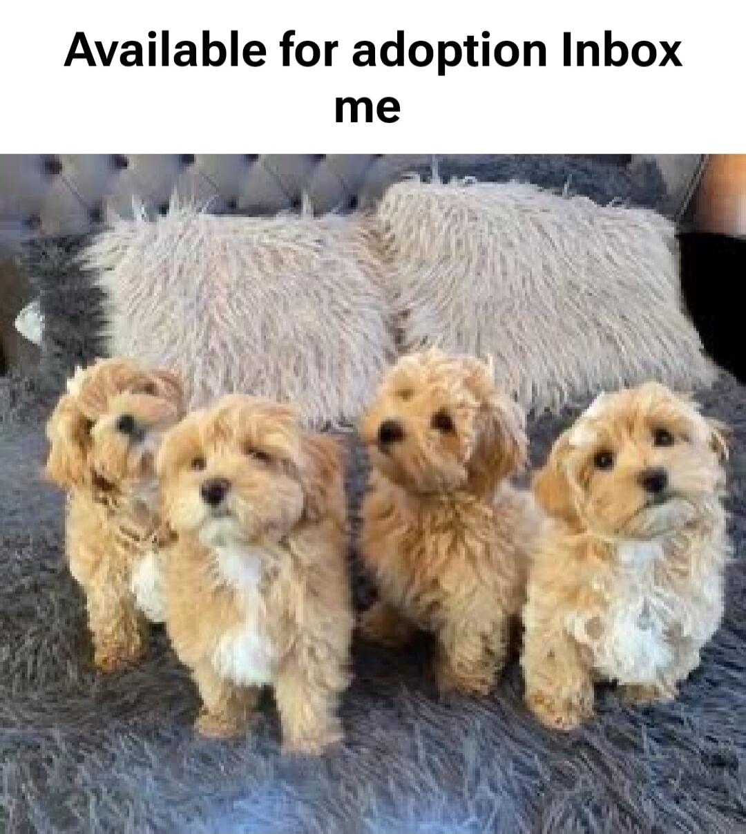 Available for adoption Inbox me