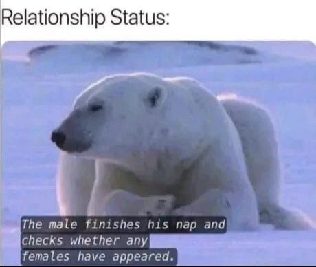 Relationship Status: The male finishes his nap and checks whether any females have appeared.