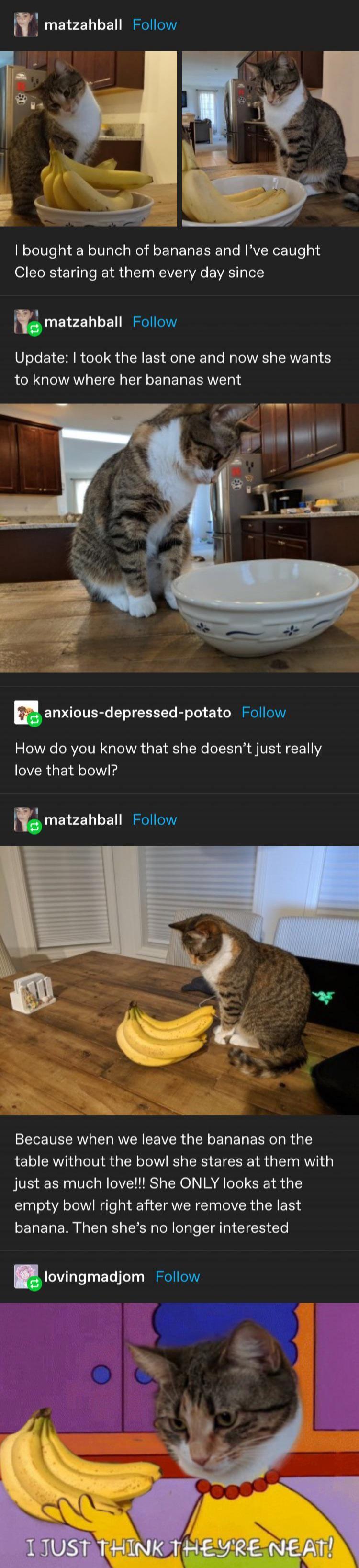 N matzahball Follow bought a bunch of bananas and Ive caught Cleo staring at them every day since N matzahball Follow VIR R T IR R ER I PN R IV ERVER IS to know where her bananas went E anxious depressed potato Follow e RV VN A E L R L R A VS A CE M CYERGEN T N matzahball Follow S P ELEEE L R CEVER R ER ERERE LR G table without the bowl she stares at them with just as much love She ONLY looks at t
