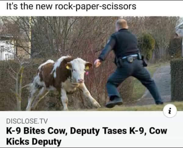 Its the new rock paper scissors i DISCLOSETV K 9 Bites Cow Deputy Tases K 9 Cow Kicks Deputy