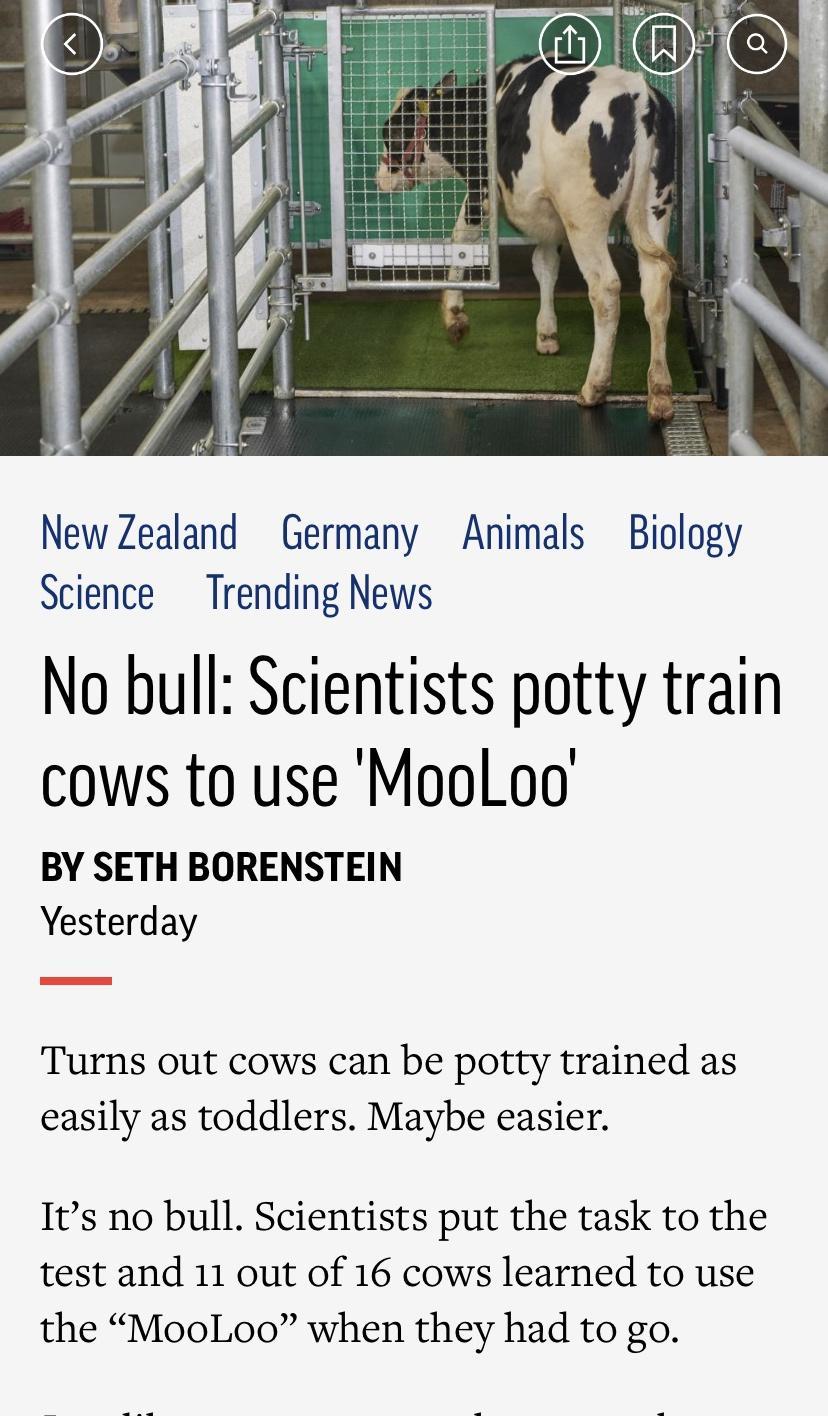 New Zealand Germany Animals Biology Science Trending News No bull Scientists potty train cows to use Mooloo BY SETH BORENSTEIN Yesterday Turns out cows can be potty trained as easily as toddlers Maybe easier Its no bull Scientists put the task to the test and 11 out of 16 cows learned to use the MooLoo when they had to go