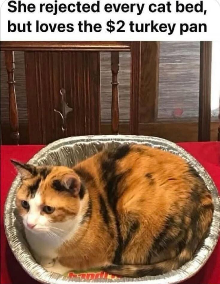 She rejected every cat bed, but loves the $2 turkey pan
