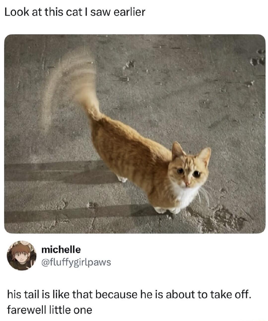 Look at this cat I saw earlier michelle @fluffygirlpaws his tail is like that because he is about to take off. farewell little one