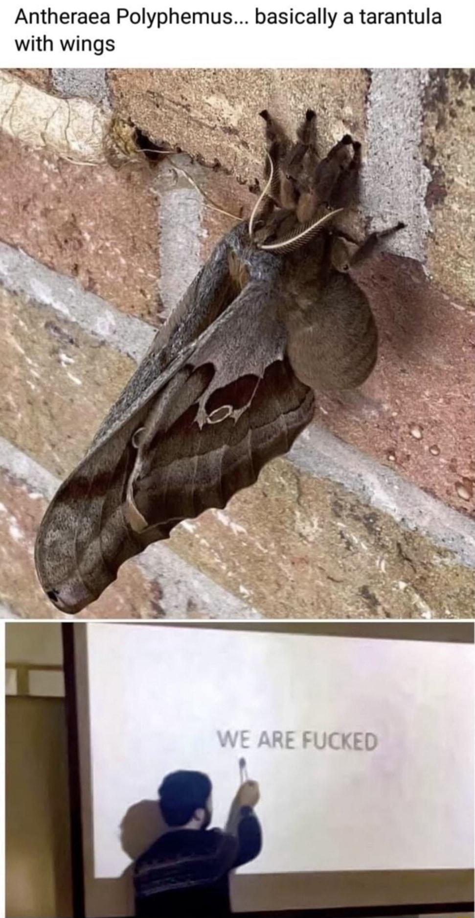 Antheraea Polyphemus basically a tarantula with wings