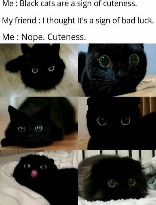 Me Black cats are a sign of cuteness My friend thought Its a sign of bad luck Me Nope Cuteness