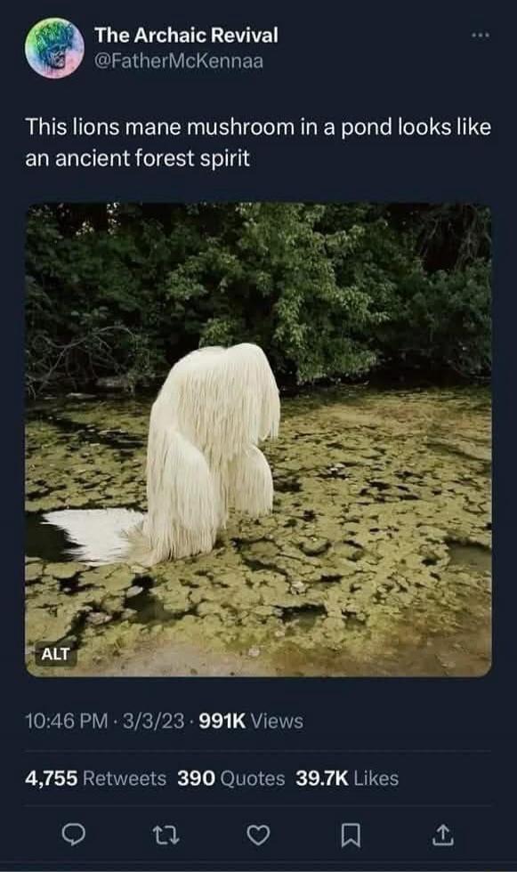 This lion's mane mushroom in a pond looks like an ancient forest spirit.