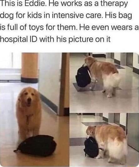 Ihis Is Eddie Hie Works as a therapy dog for kids in intensive care His bag is full of toys for them He even wears a hospital ID with his picture on it