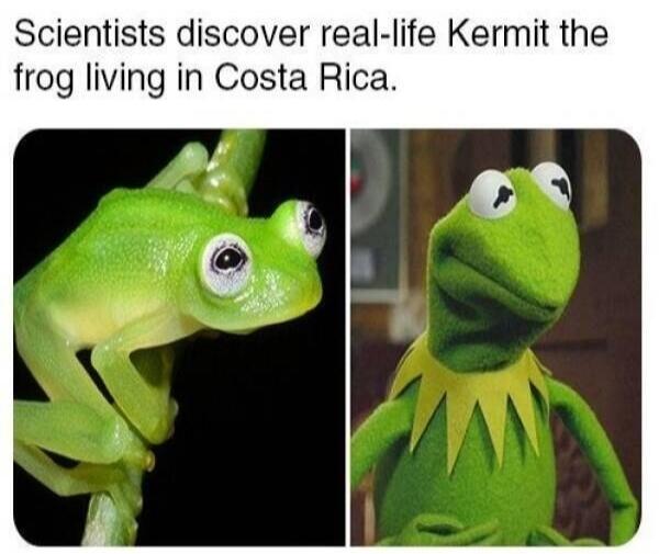 Scientists discover real-life Kermit the frog living in Costa Rica.