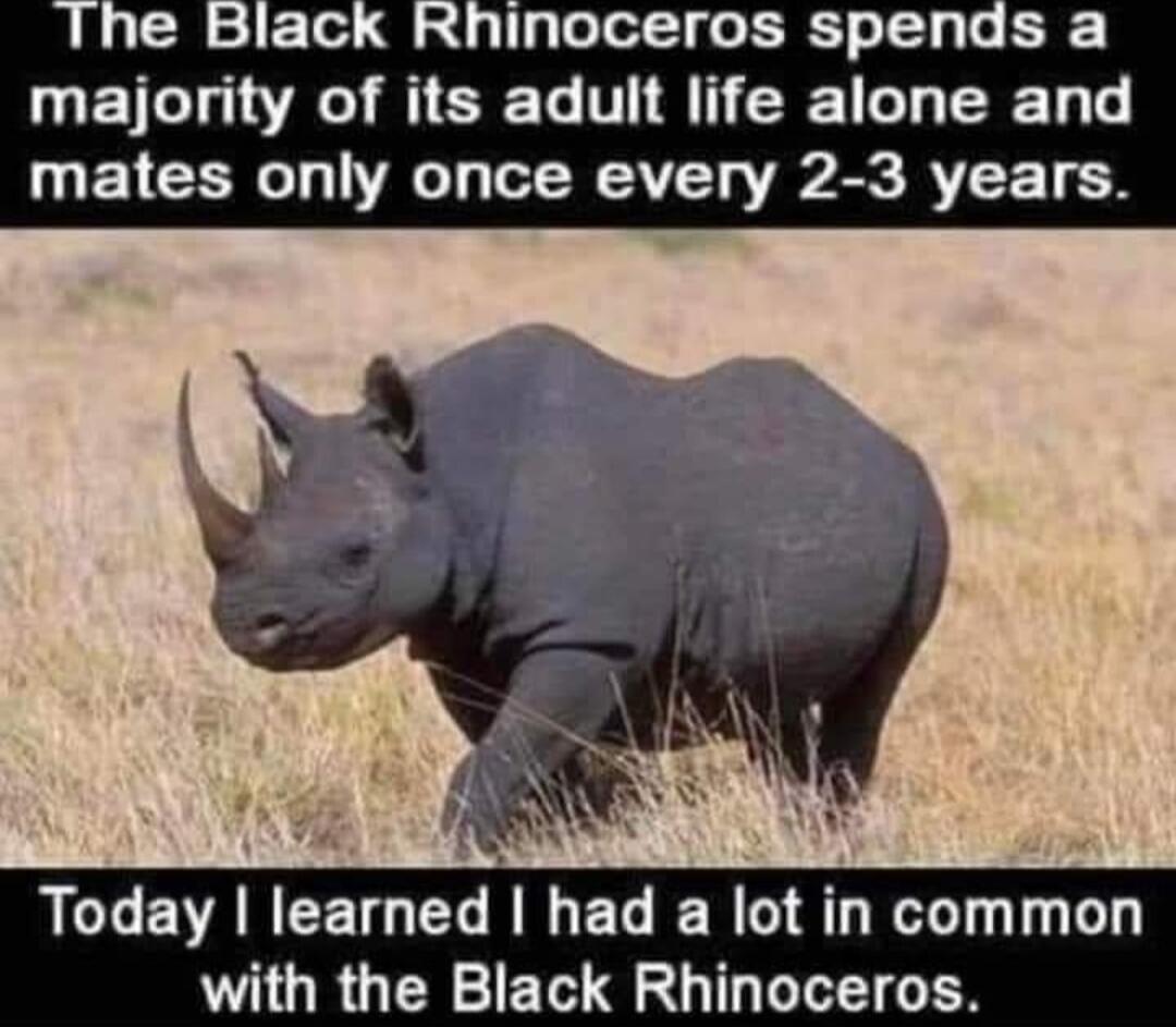 The Black Rhinoceros spends a majority of its adult life alone and mates only once every 2-3 years. Today I learned I had a lot in common with the Black Rhinoceros.