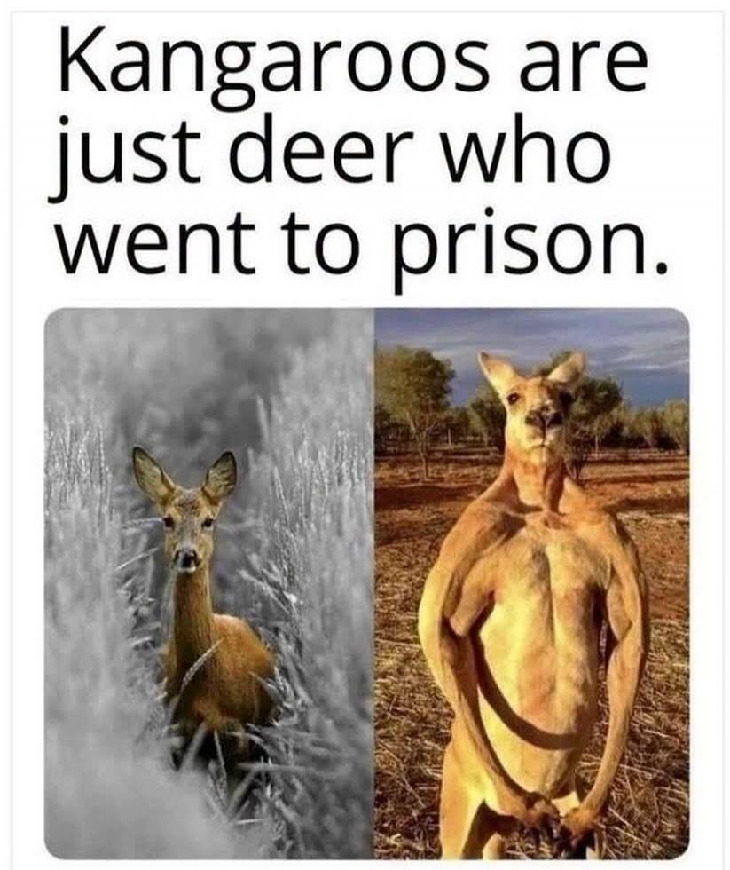 Kangaroos are just deer who went to prison.