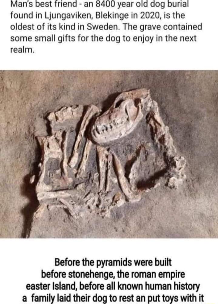 Yyear old dog found in Ljungaviken Blekinge in 2020 is the oldest of its kind in Sweden The grave contained some small gifts for the dog to enjoy in the next Before the pyramids were built before stonehenge the roman empire easter Island before all known human hlsmy