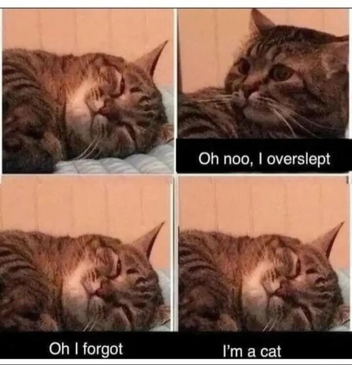 Oh noo, I overslept Oh I forgot I'm a cat