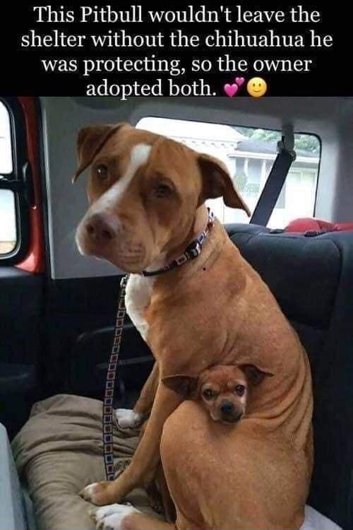 This Pitbull wouldnt leave the shelter without the chihuahua he was protecting so the owner adopted both