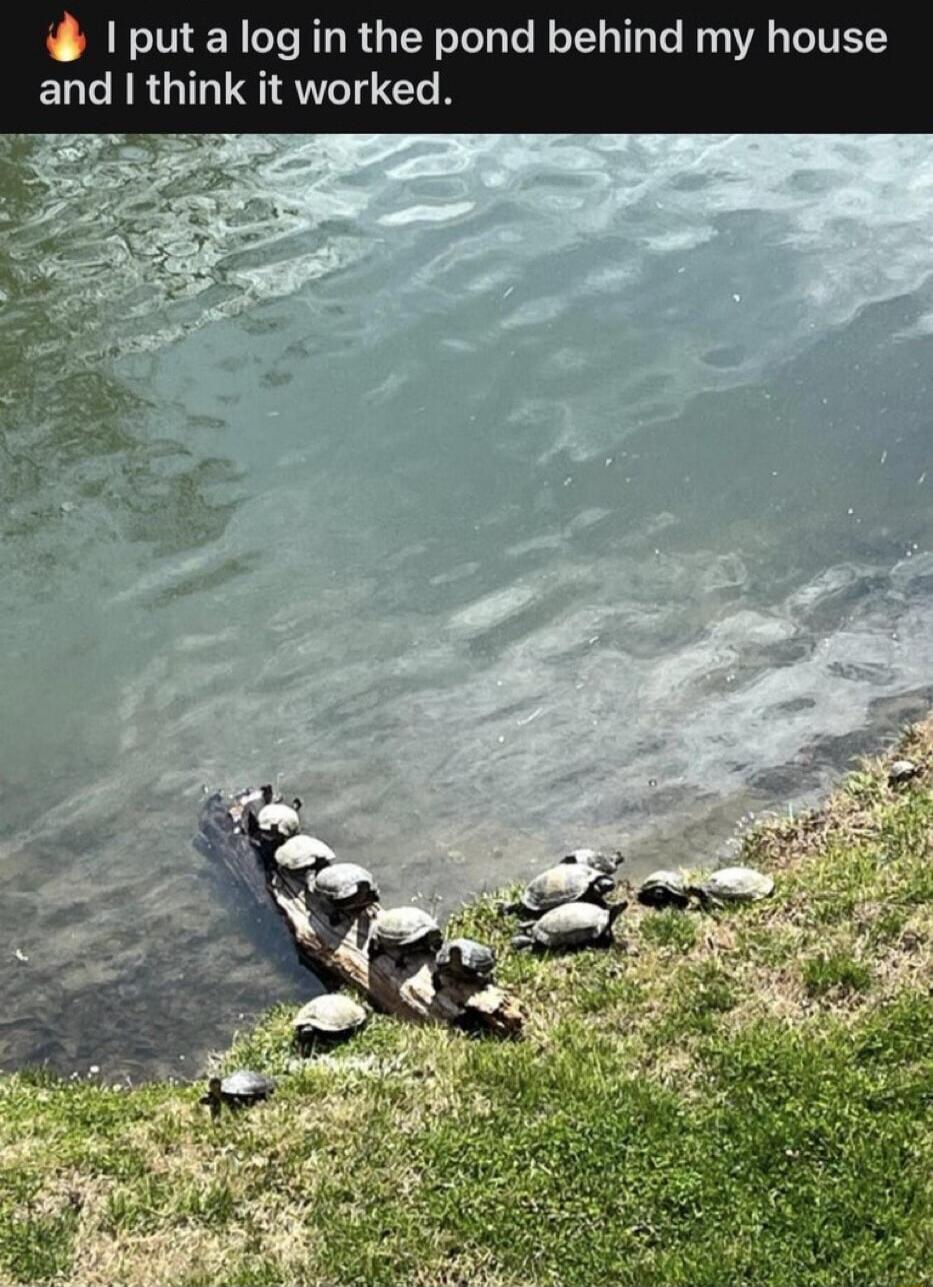put alog in the pond behind my house ELGRRGIL U QU1 G
