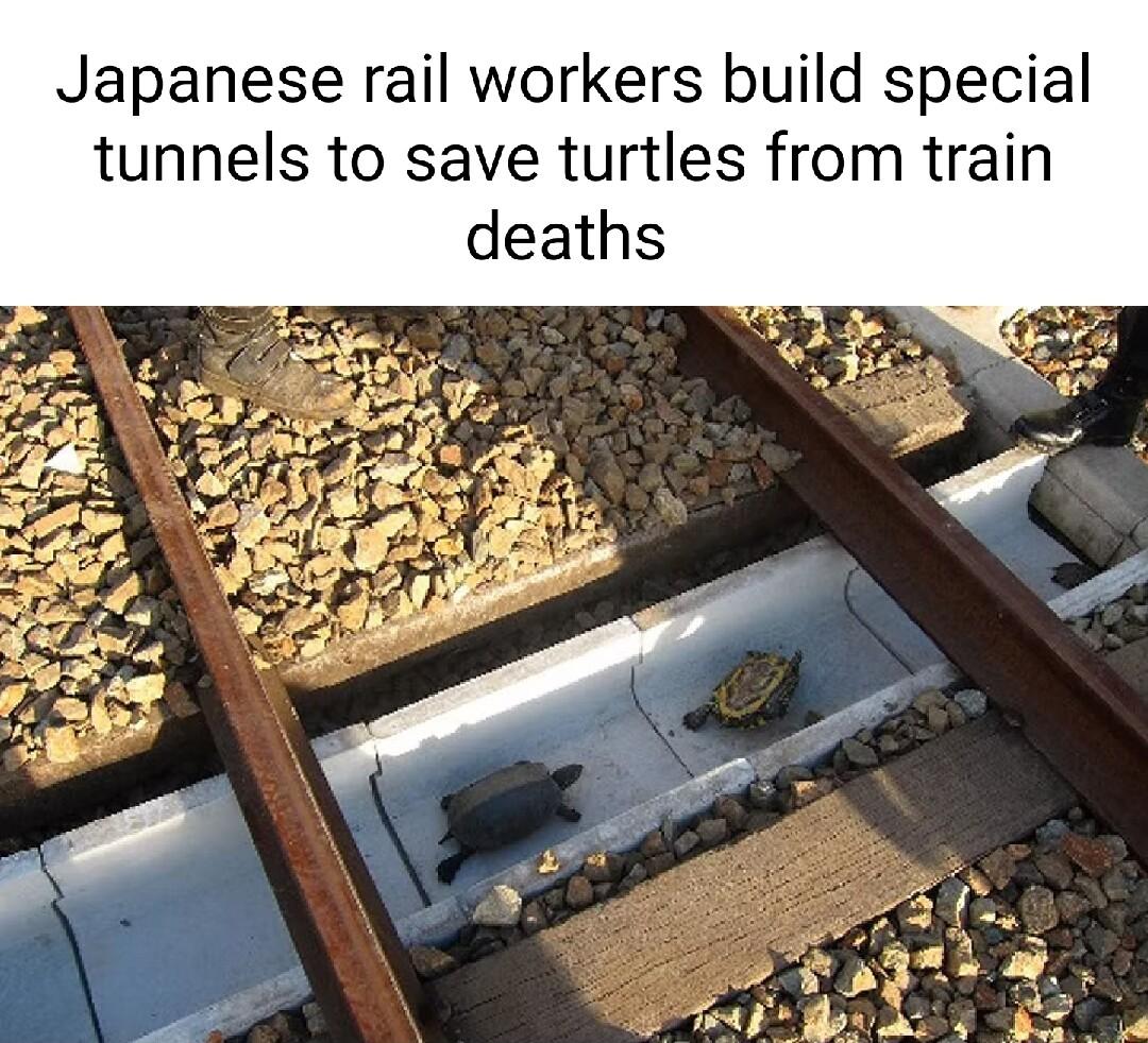 Japanese rail workers build special tunnels to save turtles from train deaths