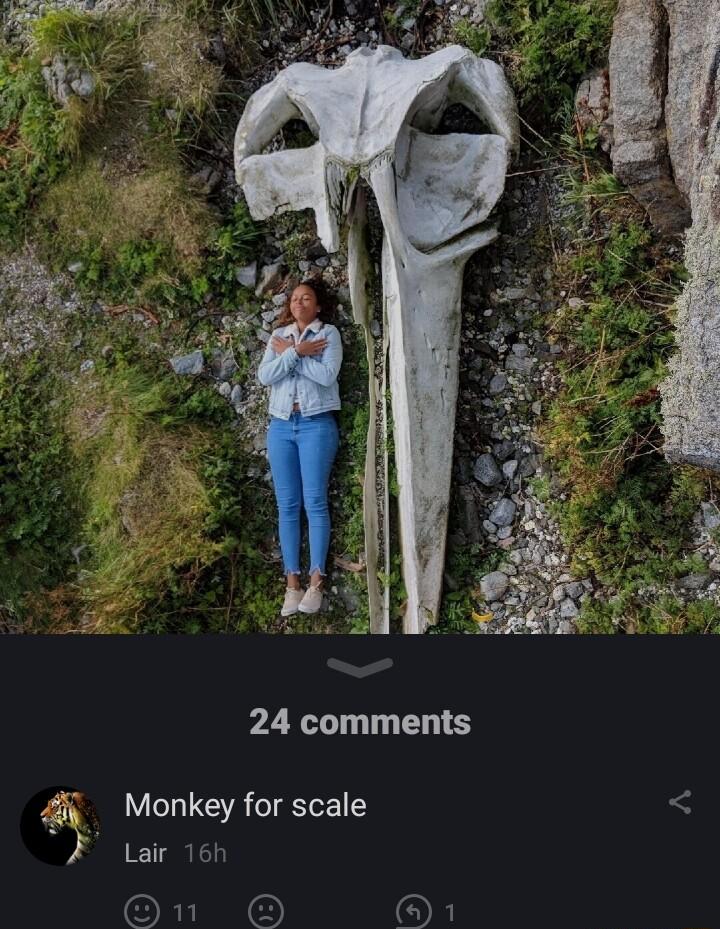 24 comments 4 Monkey for scale Lair 16h On OF