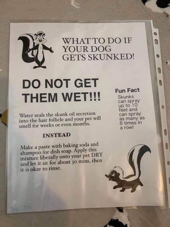 WHAT TO DO IF YOUR DOG GETS SKUNKED DO NOT GET THEM WET 58 can spray Upt0 10 Water seals the skunk oil secretion foas g ino the hair follicle and your pet will s smell for weeks or even months imes in arow INSTEAD Make a paste with baking soda and shampoo for dish soap Apply this mixture liberally onto your pet DRY 2 let it it for about 30 mins then itis okay to rinse