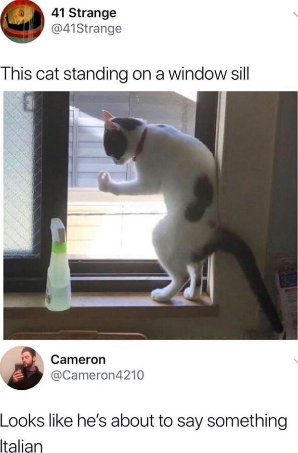 41 Strange 41Strange This cat standing on a window sill Cameron Cameron4210 Looks like hes about to say something ltalian