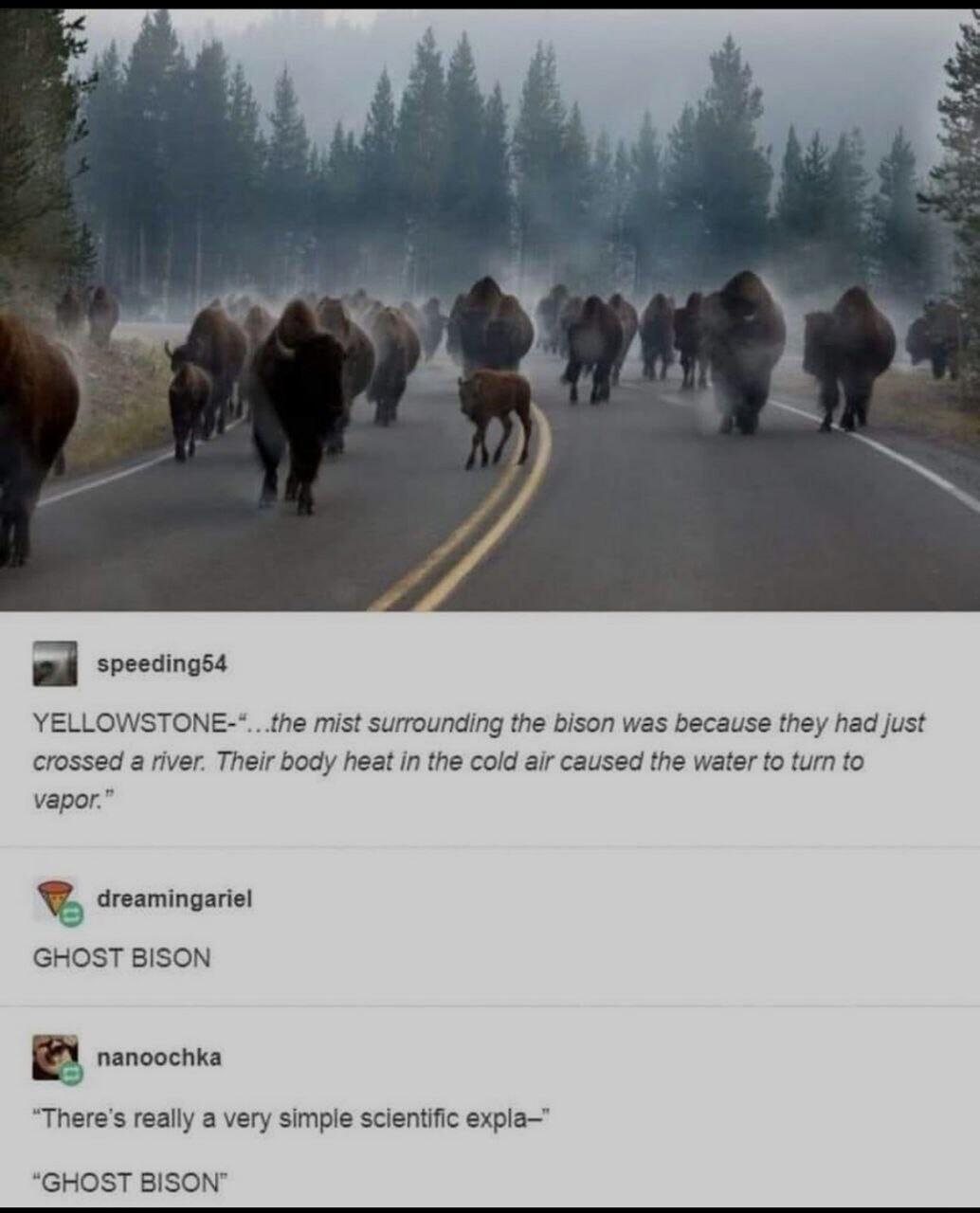 Bl soeesiogse YELLOWSTONE the mist surounding the bison was because they had just crossed a iver Their body heat in the cold air caused the water fo tum fo vapor R dreamingariel GHOST BISON Y ranoocna Theres really a very simple scientiic expla GHOST BISON