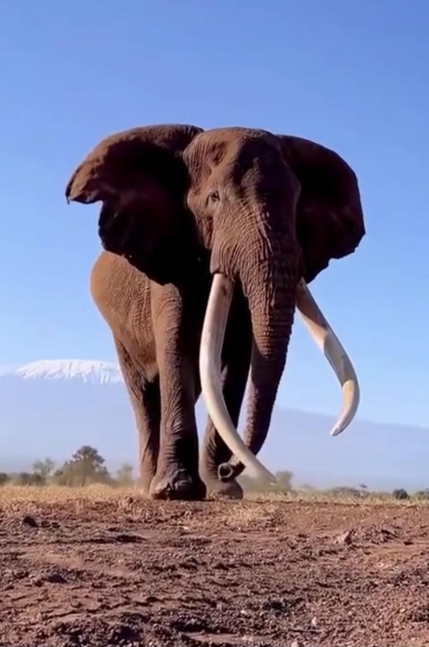 An African elephant with long tusks standing on a dirt ground under a blue sky, with a distant snow-capped mountain.