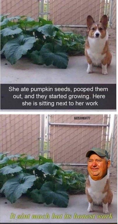 She ate pumpkin seeds pooped them out and they started growing Here she is sitting next to her work