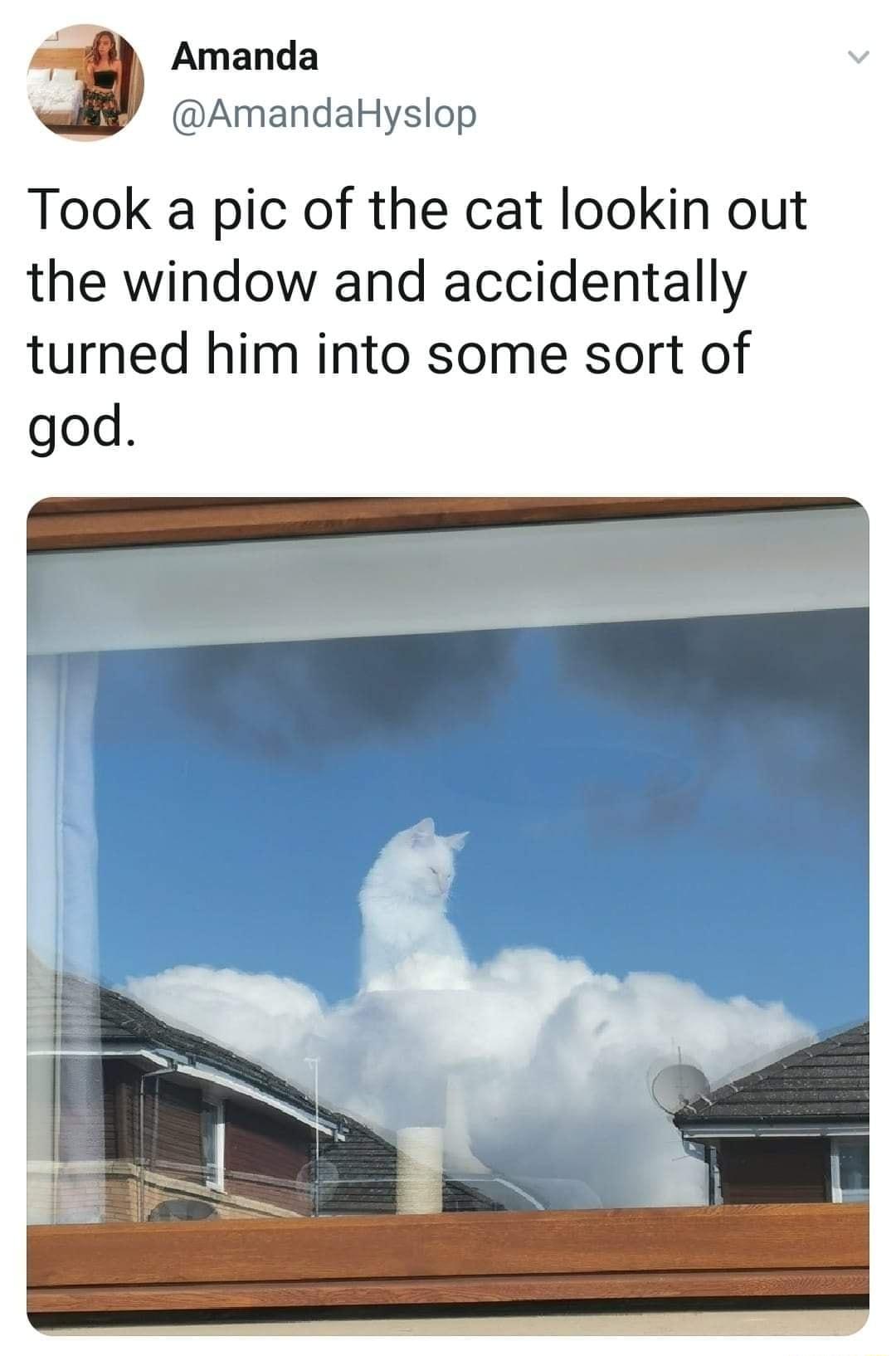 8 Amanda AmandaHyslop Took a pic of the cat lookin out the window and accidentally turned him into some sort of