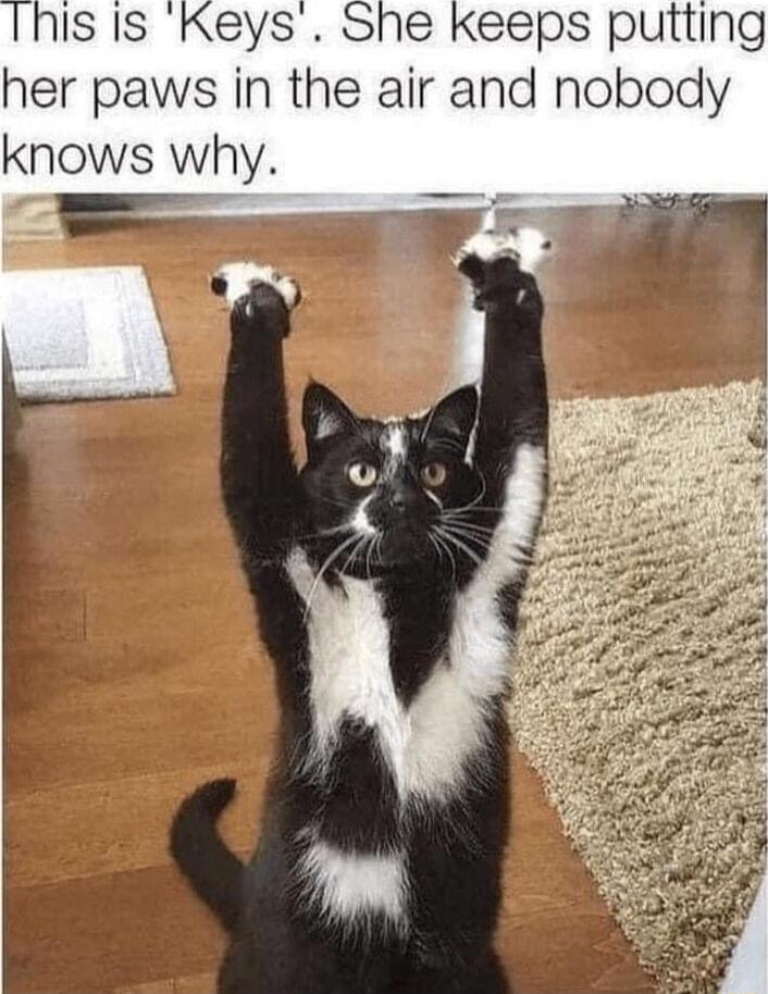 This Is Keys She keeps putting her paws in the air and nobody knows why 2 T