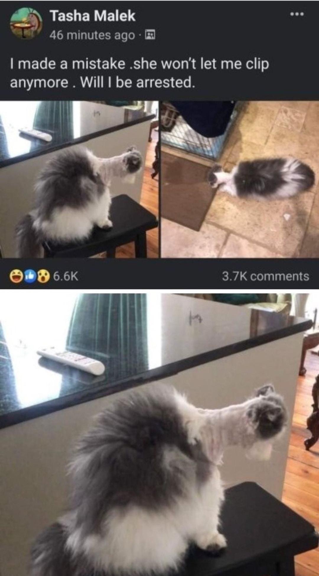 4B Tasha Malek 46 minutes ago I made a mistake she wont let me clip anymore Will be arrested