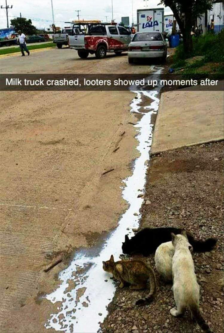 b Milk truck crashed looters showed up moments after