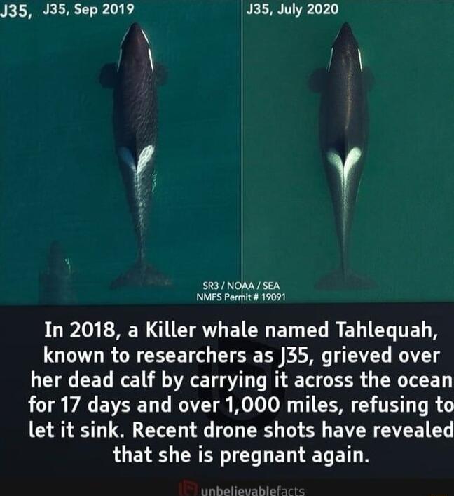 J35 J35 Sep 2019 J35 July 2020 A 2 83 NOWA SEA MES Parit 19091 G0y RN IV EICW ET G R E TG ITEL known to researchers as 35 grieved over her dead calf by carrying it across the ocean RCTR VAL EVEIET T AT Mo T Lol T O TE T R let it sink Recent drone shots have revealed LUEN S CRER TG E TR R