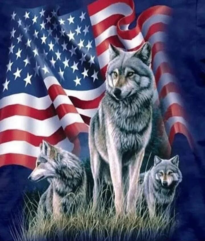 American flag background with three wolves standing in tall grass.
