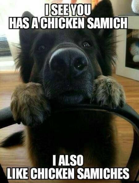 ISR HAS ACHICKEN SAMICHIR 1AISO L 3H L H TR TH