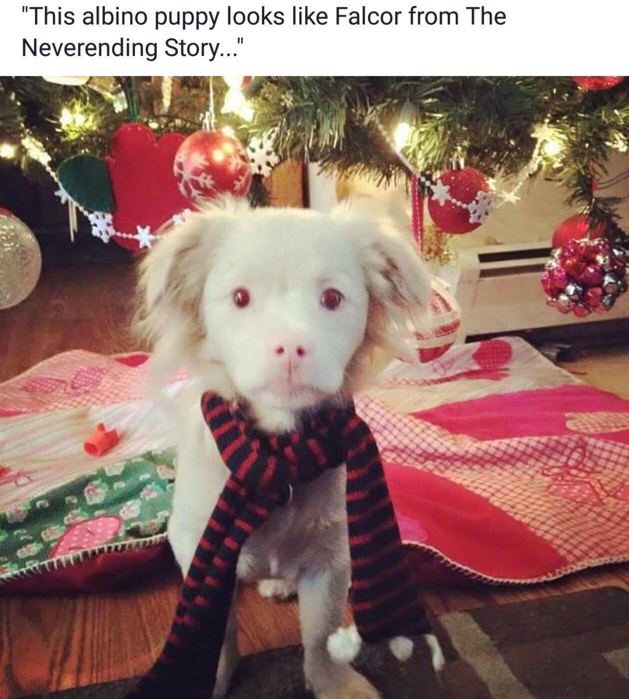 This albino puppy looks like Falcor from The Neverending Story