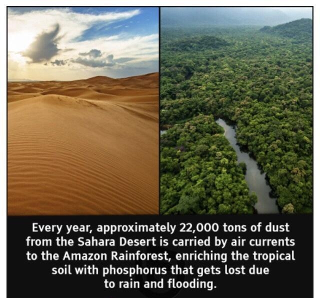 Every year approximately 22000 tons of dust from the Sahara Desert is carried by air currents LR GUEWN G EVAT WET TS Y T T R G R soil with phosphorus that gets lost due CNETLIED L RGEL TR