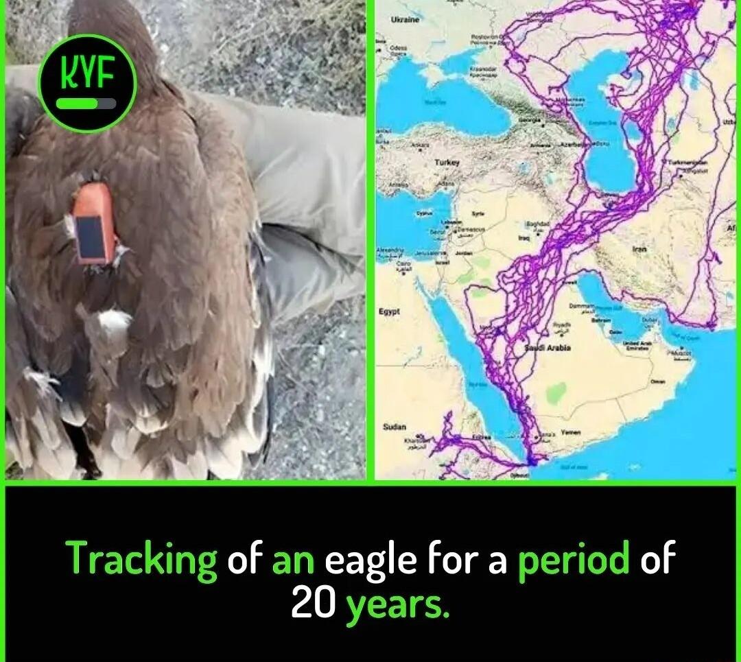 Tracking of an eagle for a period of PARTETES