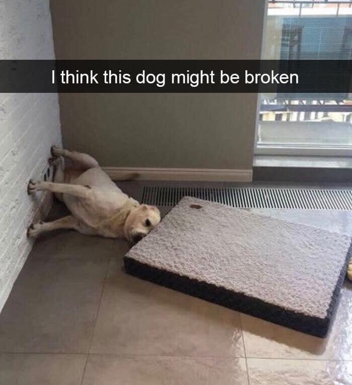 i think this dog might be broken