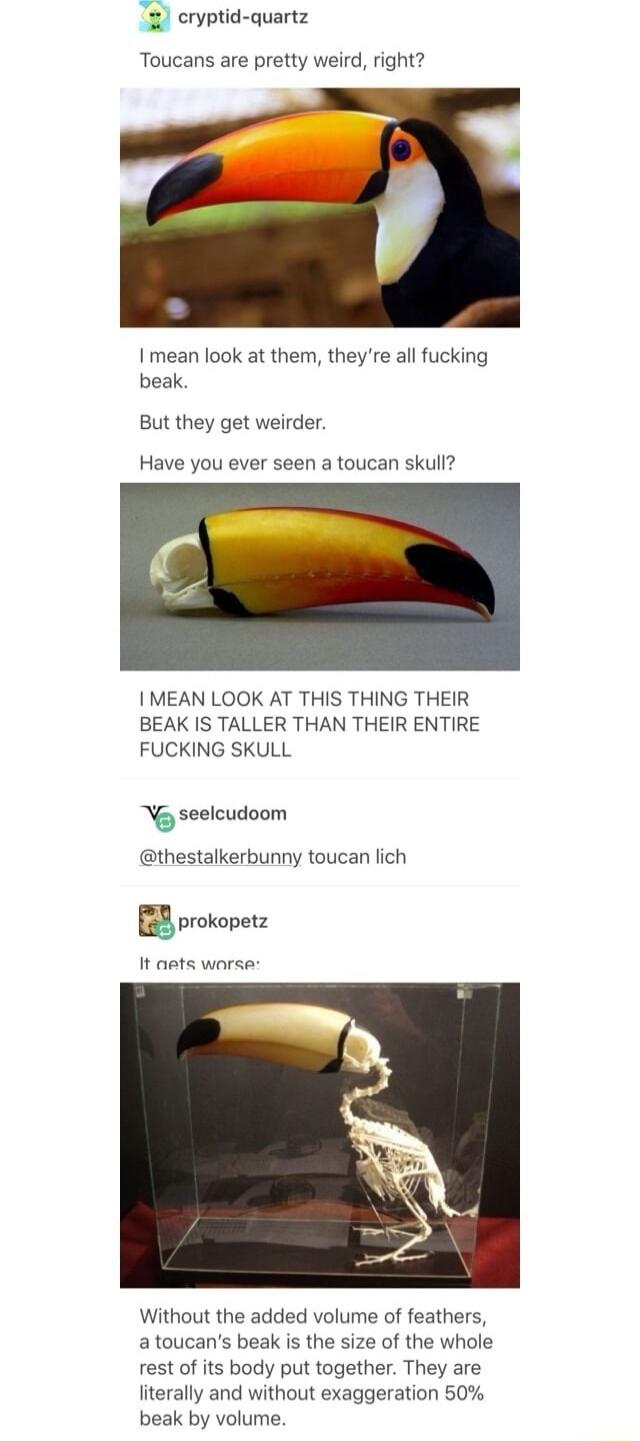 Te 3 cryptid quartz Toucans are pretty weird right I mean look at them theyre all fucking beak But they get weirder Have you ever seen a toucan skull Q 4 MEAN LOOK AT THIS THING THEIR BEAK IS TALLER THAN THEIR ENTIRE FUCKING SKULL g seelcudoom thestalkerbunny toucan lich m prokopetz It ants worse Without the added volume of feathers atoucans beak is the size of the whole rest of its body put toget