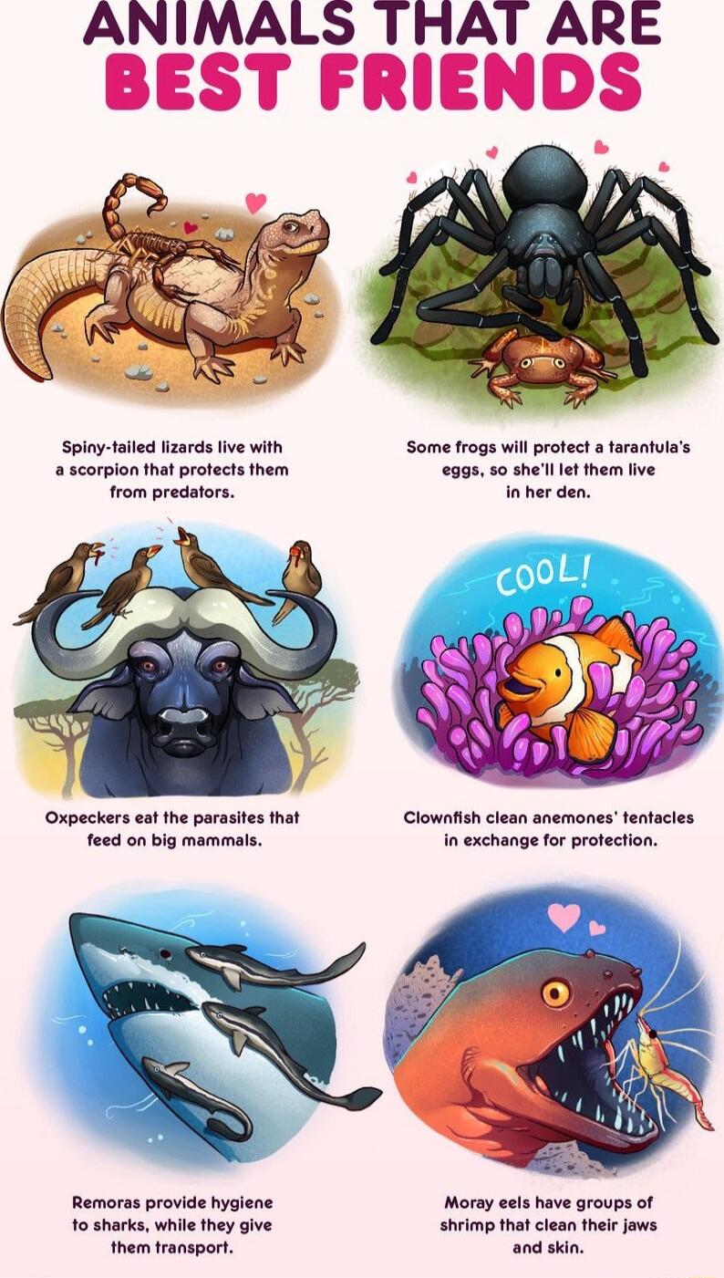 ANIMALS THAI ARE Oxpeckers eat the parasites that Clownfsh clean anemones fentacles feed on big mammals in exchange for proection Remoras provide hyglene Moray eels have groups of 1o sharks while they give Shrimp that clean theic jaws them transport and skin