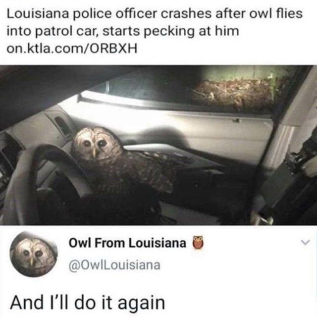 WQIRILAS RILA s0DecC 15 Louisiana police officer crashes after owl flies into patrol car starts pecking at him onktlacomORBXH Owl From Louisiana OwlLouisiana And Ill do it again
