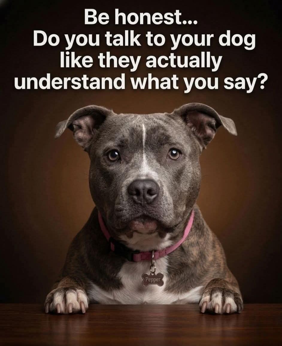 Be honest... Do you talk to your dog like they actually understand what you say?