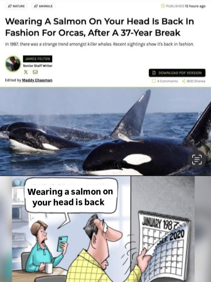 Wearing A Salmon On Your Head Is Back In Fashion For Orcas After A 37 Year Break