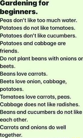 Gardening for beginners Peas dont like too much water Potatoes do not like tomatoes Potatoes dont like cucumbers Potatoes and cabbage are friends Do not plant beans with onions or beets Beans love carrots Beets love onion cabbage potatoes Tomatoes love carrots peas Cabbage does not like radishes Beans and cucumbers do not like each other Carrots and onions do well together
