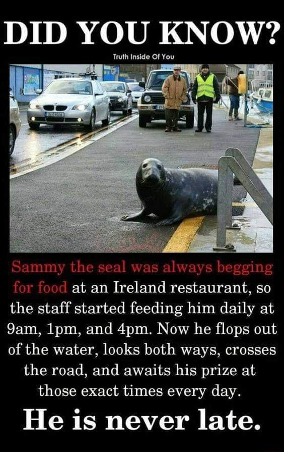 101D 010 KNOW Truth Inside Of You at an Ireland restaurant so the staff started feeding him daily at 9am 1pm and 4pm Now he flops out of the water looks both ways crosses the road and awaits his prize at those exact times every day He is never late