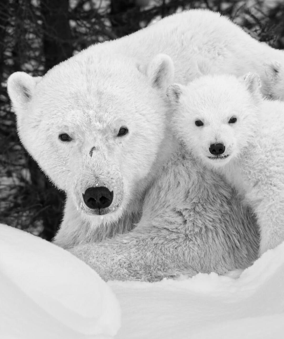 A polar bear mother with a cub in a snowy landscape.