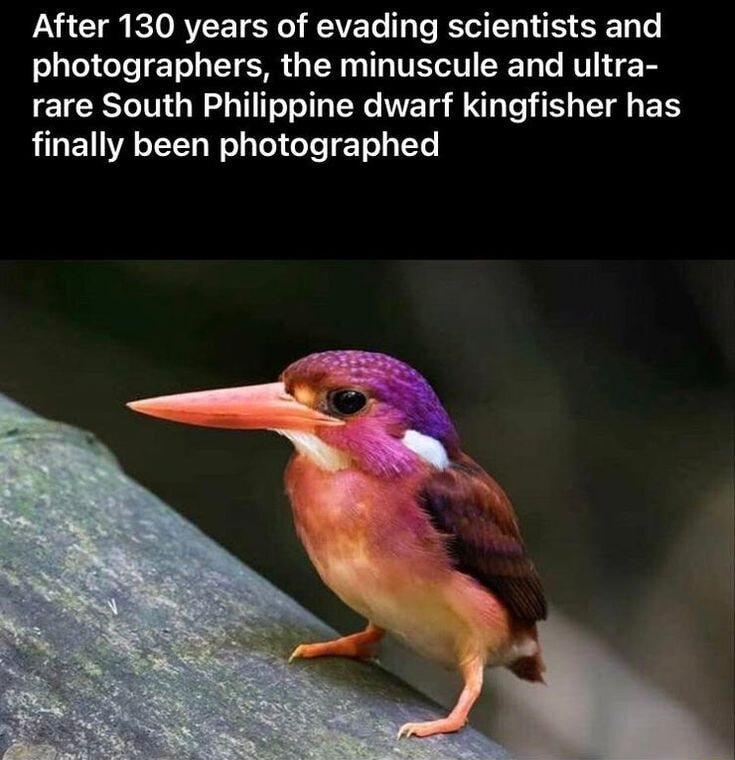 After 130 years of evading scientists and photographers the minuscule and ultra rare South Philippine dwarf kingfisher has finally been photographed